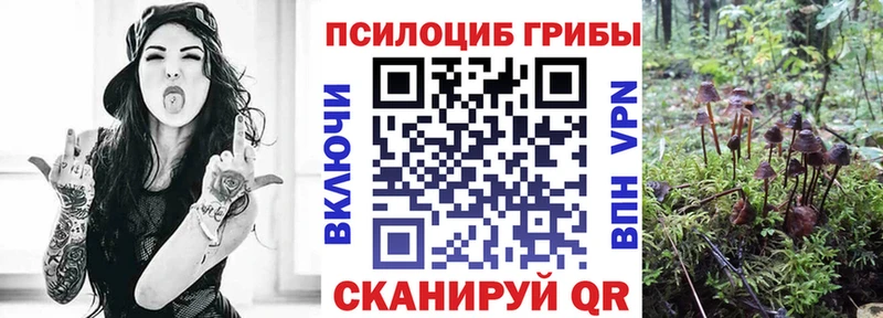 Купить где  Саров  Галлюциногенные грибы Psilocybe 